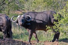 Afrikanischer Büffel (22 von 102).jpg